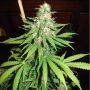 Top44 Auto Feminized Marijuana Strain by Nirvana For Sale Online at Cannabis Seeds Outlet