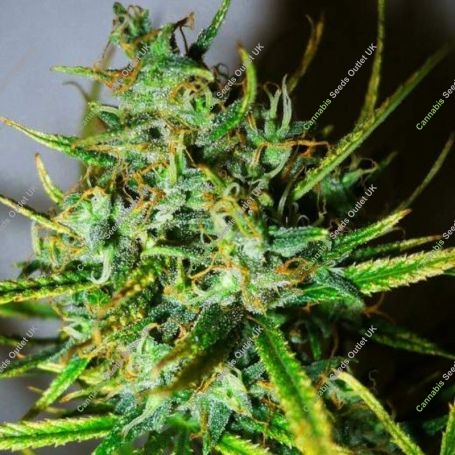 Top44 Regular Marijuana Strain by Nirvana For Sale Online at Cannabis Seeds Outlet