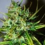 Top44 Regular Marijuana Strain by Nirvana For Sale Online at Cannabis Seeds Outlet