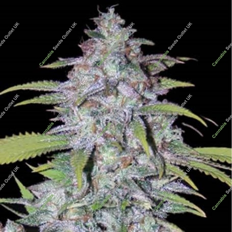 Couchlock Reg Marijuana Strain by British Columbia For Sale Online at Cannabis Seeds Outlet
