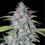 Couchlock Reg Marijuana Strain by British Columbia For Sale Online at Cannabis Seeds Outlet