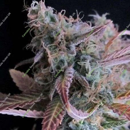Raspberry Cough Auto Feminized Marijuana Strain by Nirvana For Sale Online at Cannabis Seeds Outlet