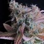 Raspberry Cough Auto Feminized Marijuana Strain by Nirvana For Sale Online at Cannabis Seeds Outlet