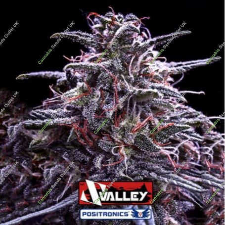 Z Valley Feminized Marijuana Strain by Positronic Seeds For Sale Online at Cannabis Seeds Outlet