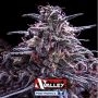 Z Valley Feminized Marijuana Strain by Positronic Seeds For Sale Online at Cannabis Seeds Outlet