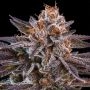 KMintZ Feminized Marijuana Strain by Ripper Seeds For Sale Online at Cannabis Seeds Outlet