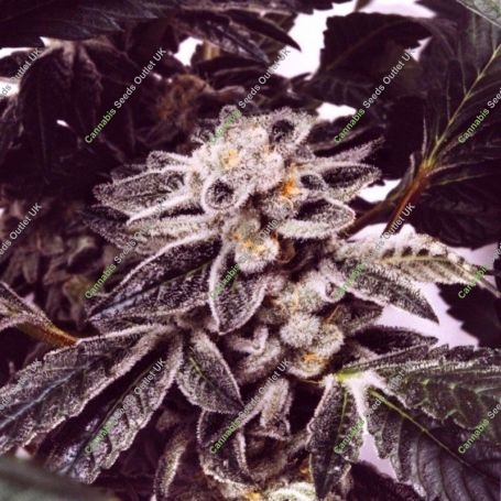 Zkittlez x Purple Punch Feminized Marijuana Strain by Ripper Seeds For Sale Online at Cannabis Seeds Outlet