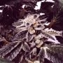 Zkittlez x Purple Punch Feminized Marijuana Strain by Ripper Seeds For Sale Online at Cannabis Seeds Outlet