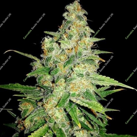 Peyote Zkittlez Feminized Marijuana Strain by Seedsman For Sale Online at Cannabis Seeds Outlet