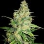 Peyote Zkittlez Feminized Marijuana Strain by Seedsman For Sale Online at Cannabis Seeds Outlet