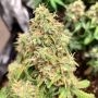 Zkittlez OG Regular Marijuana Strain by Purple Caper For Sale Online at Cannabis Seeds Outlet