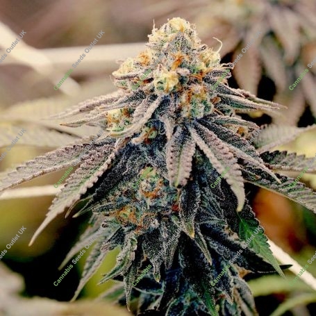Sundae Punch Feminized Marijuana Strain by Elev8 Seeds For Sale Online at Cannabis Seeds Outlet