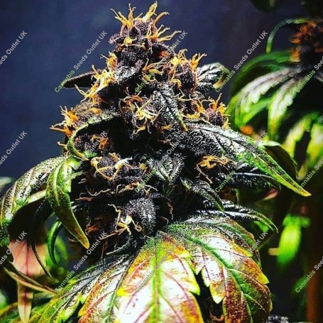 Purple Punch Auto Feminized Marijuana Strain by TasteBudz For Sale Online at Cannabis Seeds Outlet