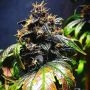 Purple Punch Auto Feminized Marijuana Strain by TasteBudz For Sale Online at Cannabis Seeds Outlet