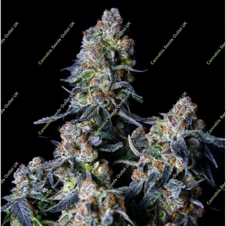 Triple Scoop Feminized Marijuana Strain by Elev8 Seeds For Sale Online at Cannabis Seeds Outlet
