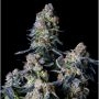 Triple Scoop Feminized Marijuana Strain by Elev8 Seeds For Sale Online at Cannabis Seeds Outlet