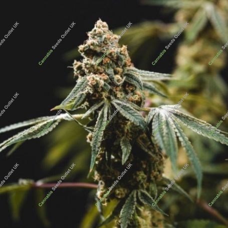 Fruity Punch Feminized Marijuana Strain by Elev8 Seeds For Sale Online at Cannabis Seeds Outlet