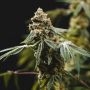 Fruity Punch Feminized Marijuana Strain by Elev8 Seeds For Sale Online at Cannabis Seeds Outlet