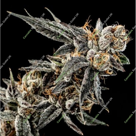 Gelato Punch Feminized Marijuana Strain by Elev8 Seeds For Sale Online at Cannabis Seeds Outlet