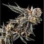 Gelato Punch Feminized Marijuana Strain by Elev8 Seeds For Sale Online at Cannabis Seeds Outlet
