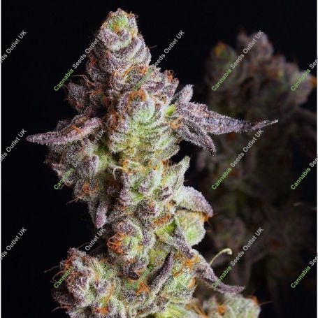 Punch Cake Feminized Marijuana Strain by Elev8 Seeds For Sale Online at Cannabis Seeds Outlet