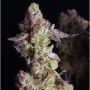 Punch Cake Feminized Marijuana Strain by Elev8 Seeds For Sale Online at Cannabis Seeds Outlet