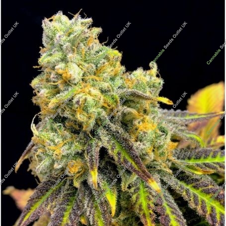 Sherbet Punch Feminized Marijuana Strain by Elev8 Seeds For Sale Online at Cannabis Seeds Outlet