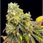 Sherbet Punch Feminized Marijuana Strain by Elev8 Seeds For Sale Online at Cannabis Seeds Outlet