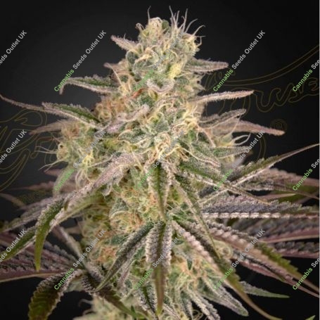 Cloud Walker Feminized Marijuana Strain by Greenhouse Seeds For Sale Online at Cannabis Seeds Outlet