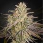 Cloud Walker Feminized Marijuana Strain by Greenhouse Seeds For Sale Online at Cannabis Seeds Outlet