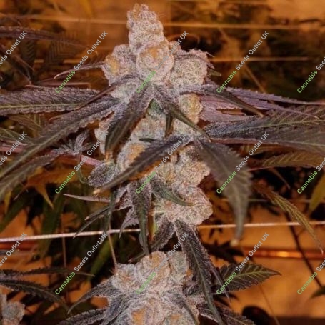 Wedding Cake x Purple Punch Feminized Marijuana Strain by Ripper Seeds For Sale Online at Cannabis Seeds Outlet