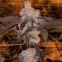 Wedding Cake x Purple Punch Feminized Marijuana Strain by Ripper Seeds For Sale Online at Cannabis Seeds Outlet