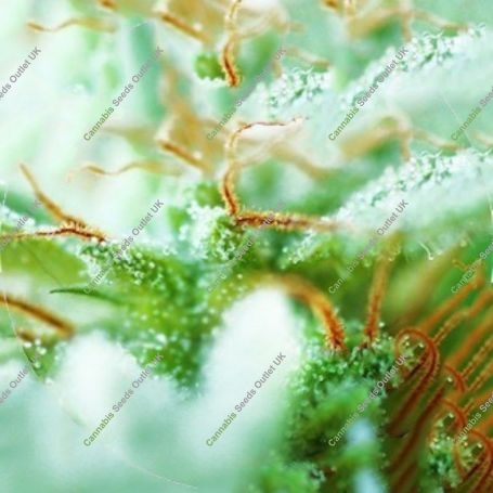 Dr Tao Sativa Regular Marijuana Strain by Top Tao For Sale Online at Cannabis Seeds Outlet