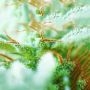 Dr Tao Sativa Regular Marijuana Strain by Top Tao For Sale Online at Cannabis Seeds Outlet