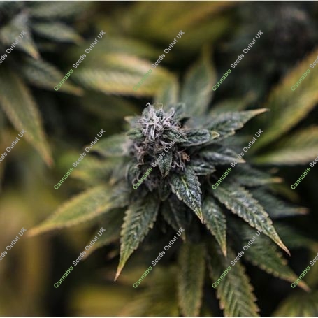 G.O.S Regular Marijuana Strain by R-Kiem For Sale Online at Cannabis Seeds Outlet