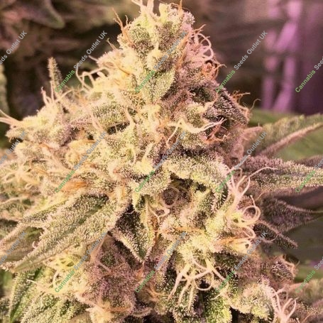 Banana Zkittlez Feminized Marijuana Strain by Medical Seeds Co For Sale Online at Cannabis Seeds Outlet