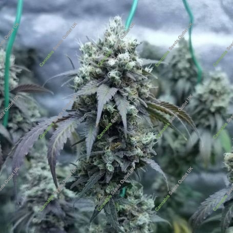 L.A Peyote Kush Feminized Marijuana Strain by Seedsman For Sale Online at Cannabis Seeds Outlet