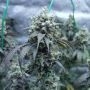 L.A Peyote Kush Feminized Marijuana Strain by Seedsman For Sale Online at Cannabis Seeds Outlet
