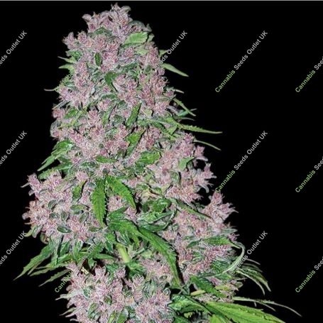 Purple Bud Feminized Marijuana Strain by White Label For Sale Online at Cannabis Seeds Outlet