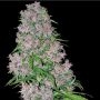 Purple Bud Feminized Marijuana Strain by White Label For Sale Online at Cannabis Seeds Outlet