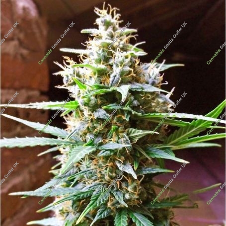 Bubba Delight Reg Marijuana Strain by Cannabiogen For Sale Online at Cannabis Seeds Outlet