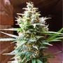 Bubba Delight Reg Marijuana Strain by Cannabiogen For Sale Online at Cannabis Seeds Outlet