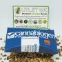 Cannabiogen Cannabis Strain Bubba Delight Reg Marijuana Seeds Original Collector Souvenir Authentic Packaging Packs