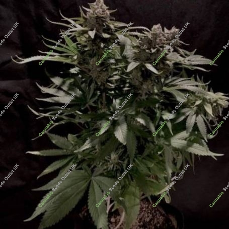Tuna God BC Bud Depot Regular Marijuana Strain by BC Bud Depot For Sale Online at Cannabis Seeds Outlet