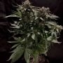 Tuna God BC Bud Depot Regular Marijuana Strain by BC Bud Depot For Sale Online at Cannabis Seeds Outlet