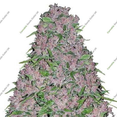 Purple Lightning Regular Marijuana Strain by British Columbia For Sale Online at Cannabis Seeds Outlet