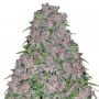 Purple Lightning Regular Marijuana Strain by British Columbia For Sale Online at Cannabis Seeds Outlet