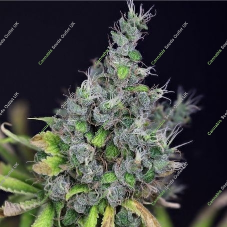 Alaskan Purple Feminized Marijuana Strain by Seedsman For Sale Online at Cannabis Seeds Outlet