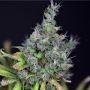 Alaskan Purple Feminized Marijuana Strain by Seedsman For Sale Online at Cannabis Seeds Outlet