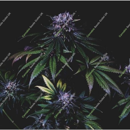 Purple Pearl Pilchards Feminized Marijuana Strain by Pilchards Caviar Bodega For Sale Online at Cannabis Seeds Outlet